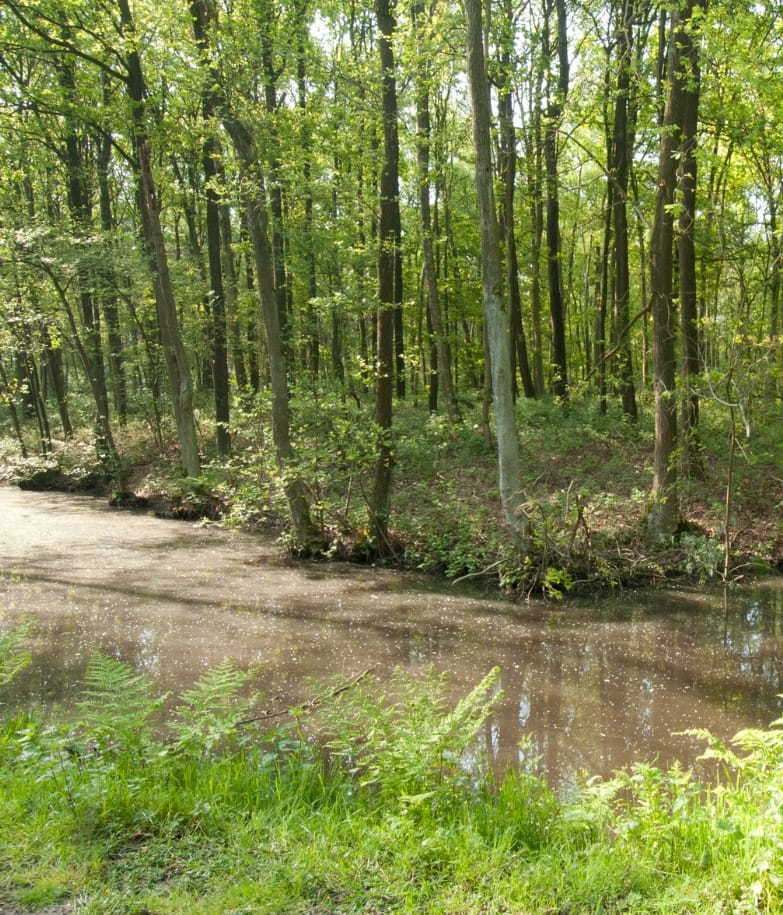 Bedmarlinie Stropersbos bij KLINGSPOOR