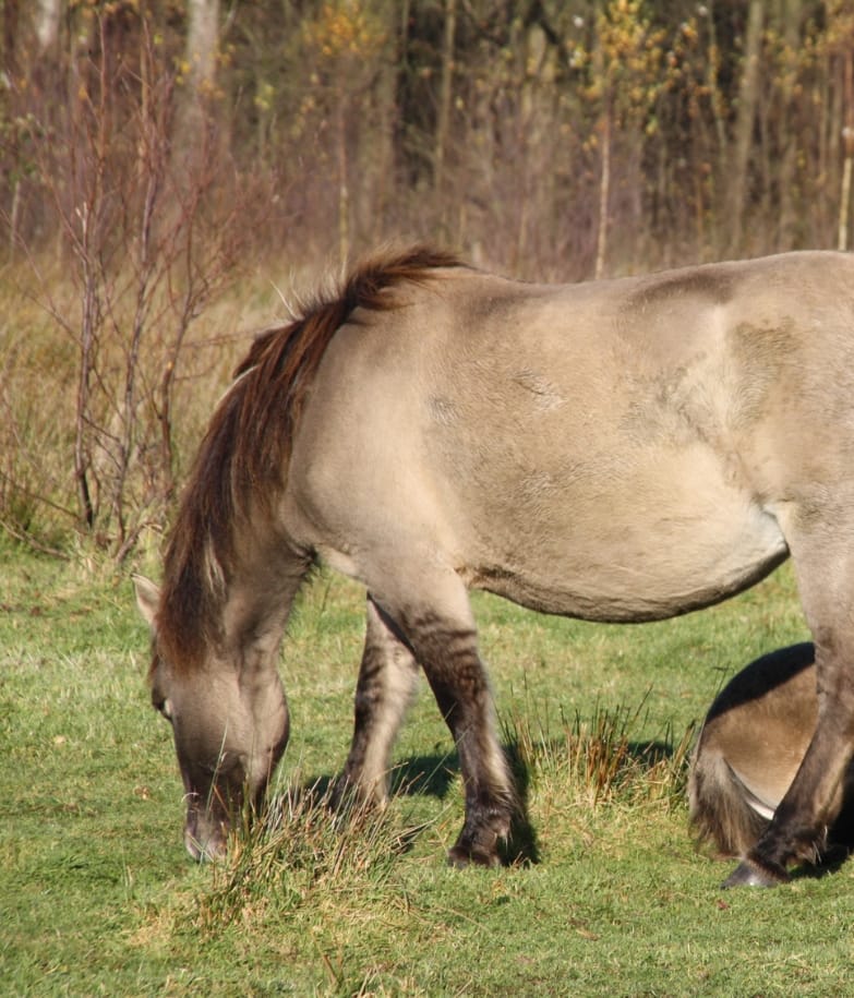 Werkpaarden Stropersbos