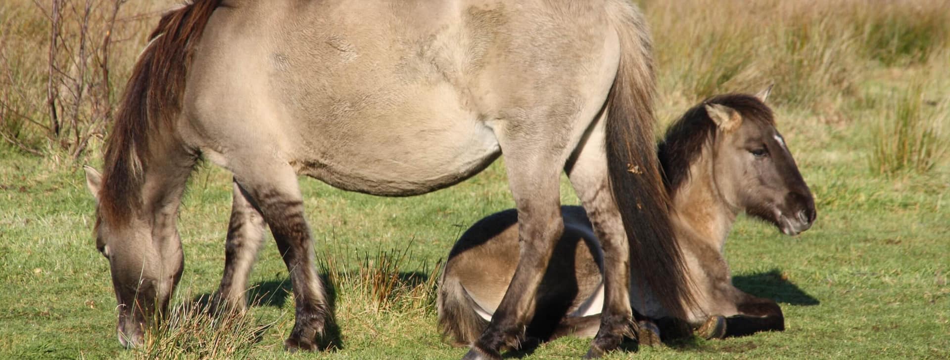 Werkpaarden Stropersbos