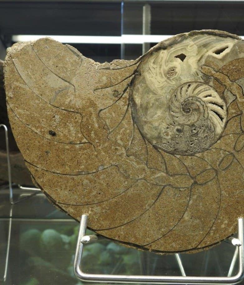 Huis van de Evolutie Sint-Gillis-Waas